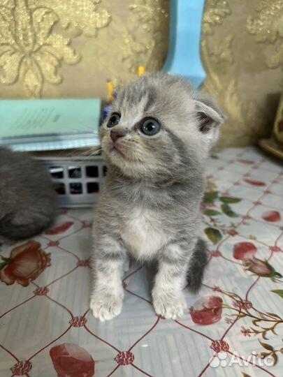 Шотландская вислоухая