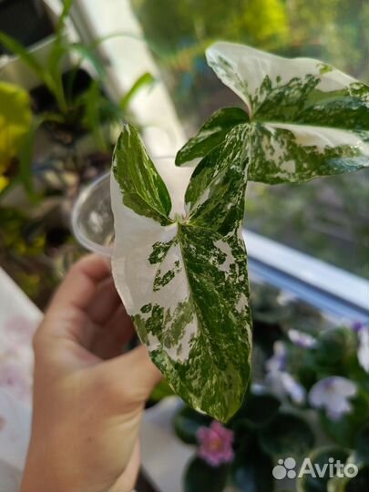 Сингониумы, сциндапсусы