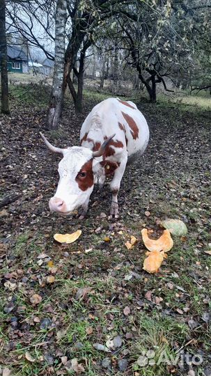 Корова дойная