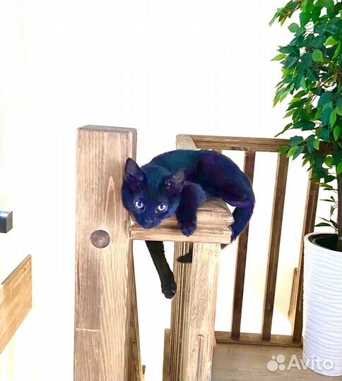 Черная кошечка в дар