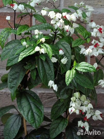 Клеродендрум томпсона