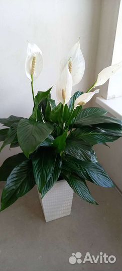 Спатифиллум Bingo Cupido 110 см