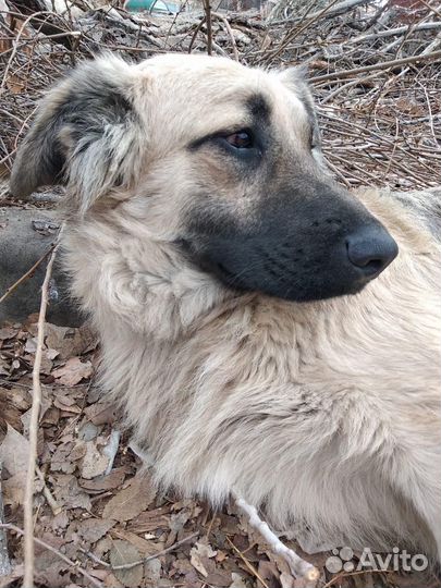 Собаки бесплатно