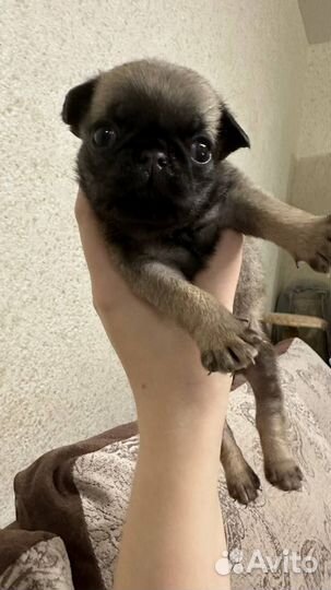 Щенок мопса с прививками