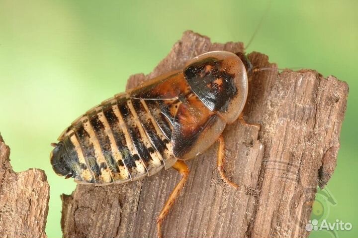 Кормовые тараканы и мокрицы