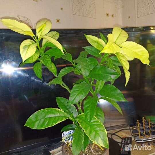 Хойя постоянной осени и калорита весны