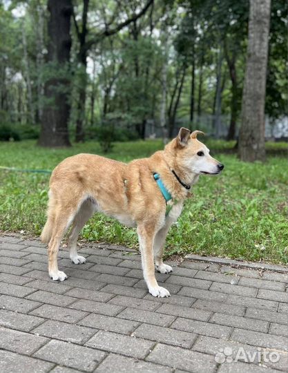 Собаки из приюта