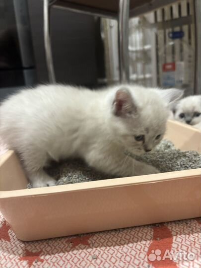 Шотландская вислоухая