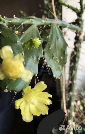 Кактус с плоскими листьями- Бразилиопунция