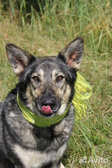 Ариэль ищет маму,папу