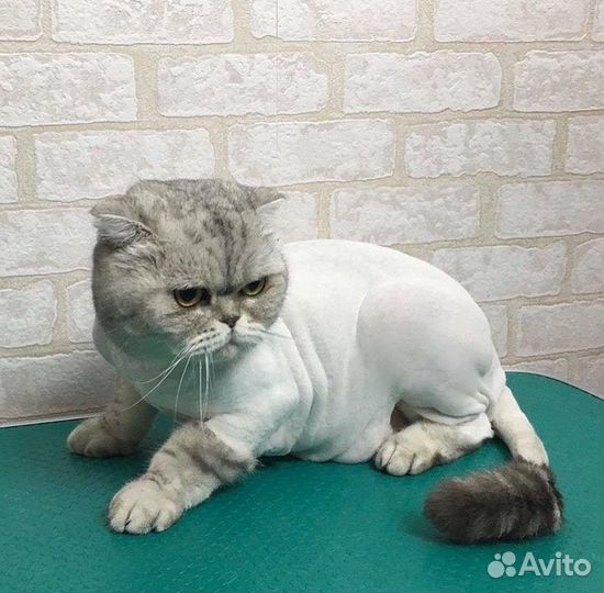 Стрижка кошек с выездом на дом, грумер