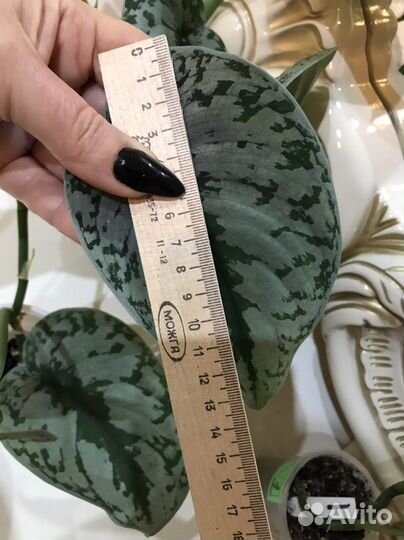 Сциндап Экзотик