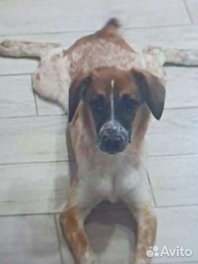 Собака в добрые руки