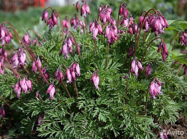 Дицентра красивая и др. многолетники