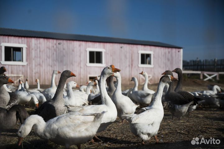 Стадо гусей