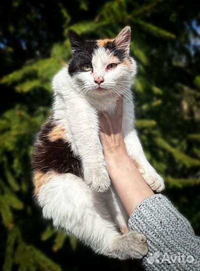 Кошечка в добрые руки