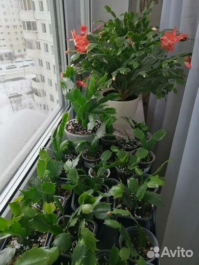 Шлюмбергера декабрист