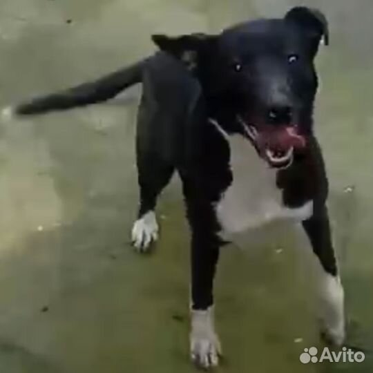 Берта. Благородный метис