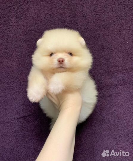 Щенки шпица