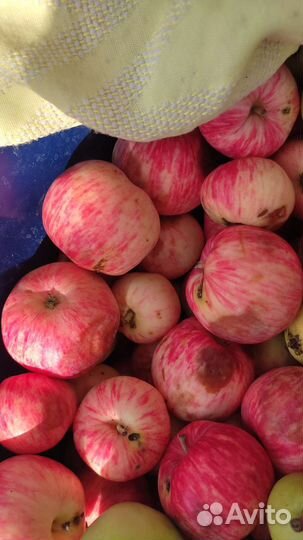 Яблоки, дульки, сушеные яблоки и груши