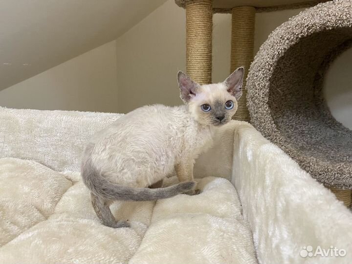 Девон рекс синеглазый Дарси