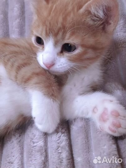 Котенок мальчик (Любимка)в добрые ручки