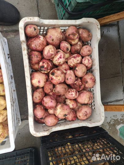 Продажа картошки