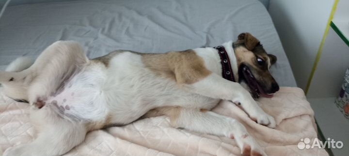 Щеночек ищет дом