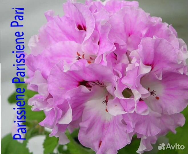 Королевские пеларгонии