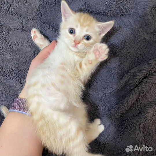 Котята в дар бесплатно