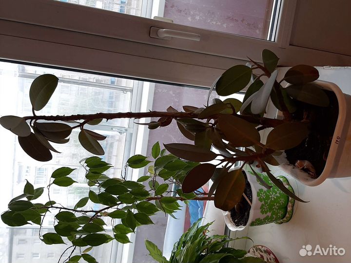 Комнатные цветы