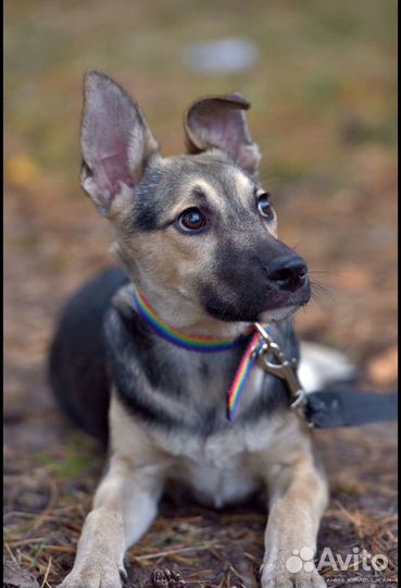 Ищет дом не крупный пёсик Спарки