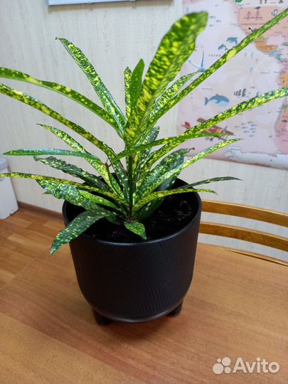 Кротон голд стар