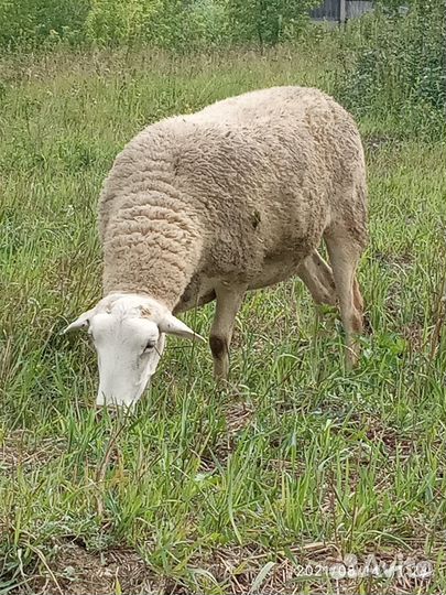 Катумские овцы