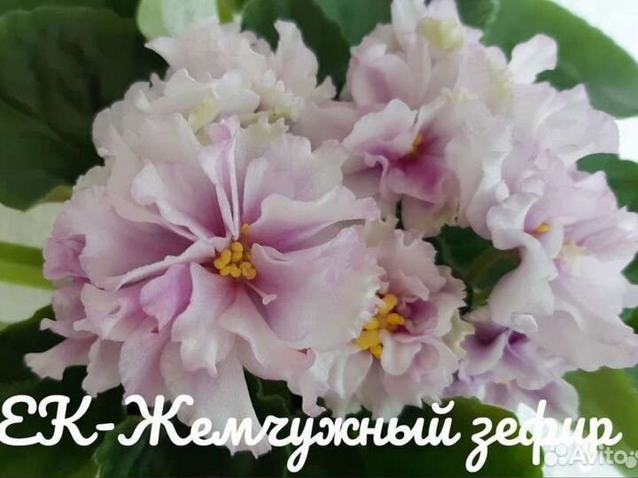 Фиалки сортовые. Набор черенков