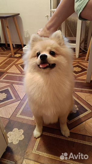 Случка собак шпиц