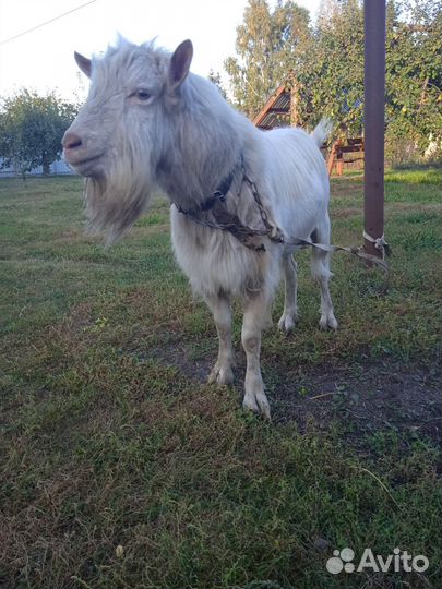 Козел зааненский