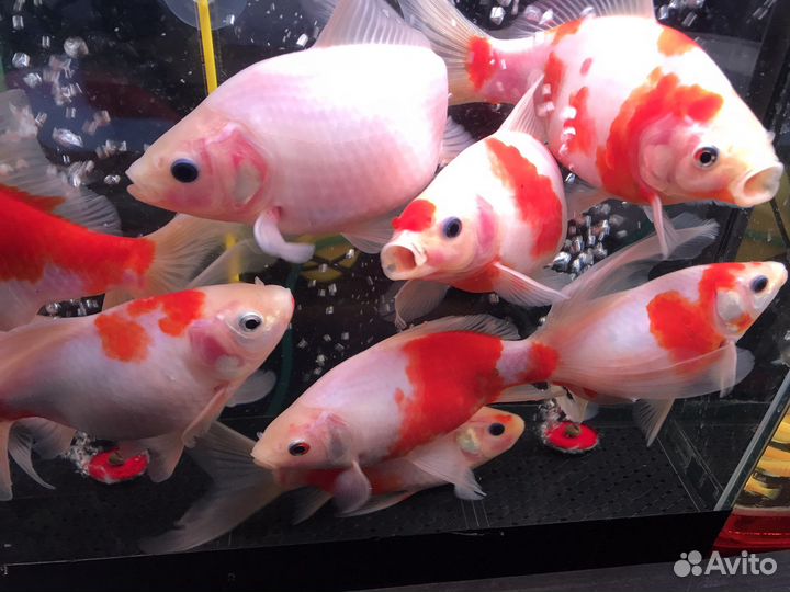 Камета вакин