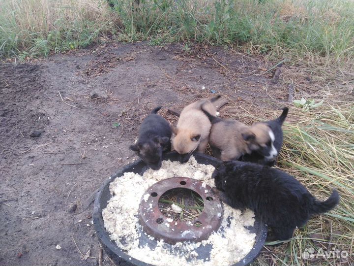 Собака в добрые руки щенок мальчик