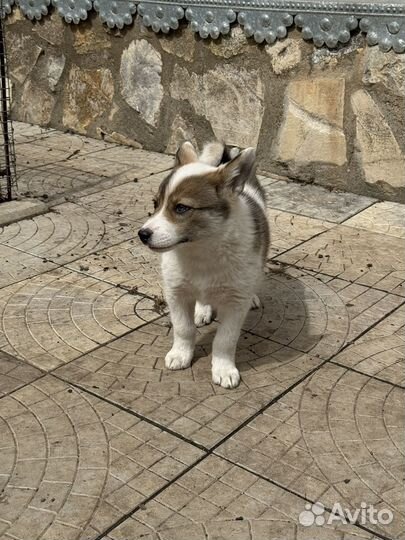Щенки западно сибирской лайки