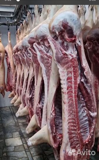 Мясо свинина