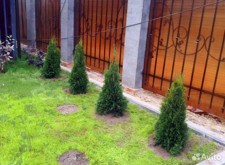 Туя екстра класса