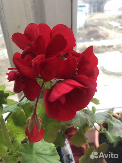 Пеларгония герань