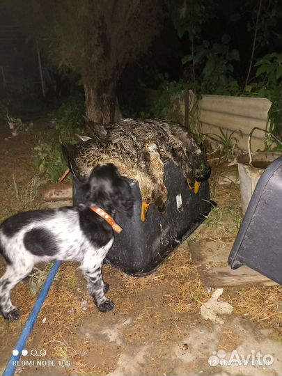 Услуги егеря рыбалка и охота