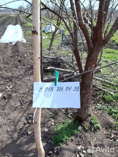 Берёза саженцы