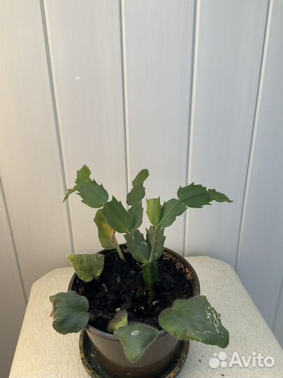 Декабрист шлюмбергера