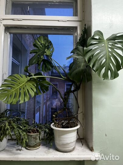 Монстера Делициоза 120 см (взрослое растение)