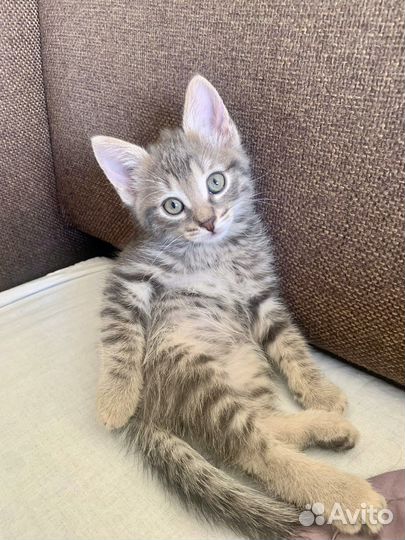 Котенок мальчик в добрые руки