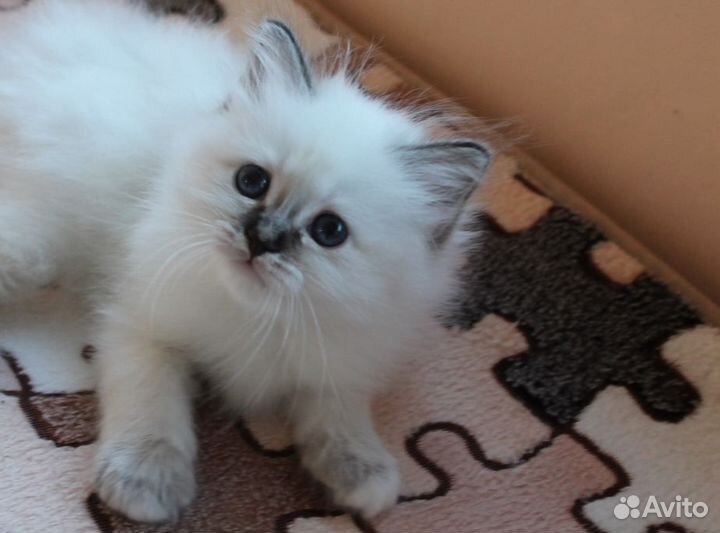 Невская маскарадная, доставка в ваш город