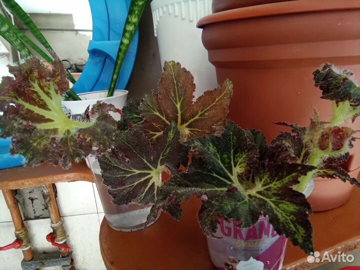 Бегонии Клеопатра и паломар принц